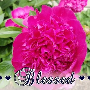 Meet your Posher, Barbara